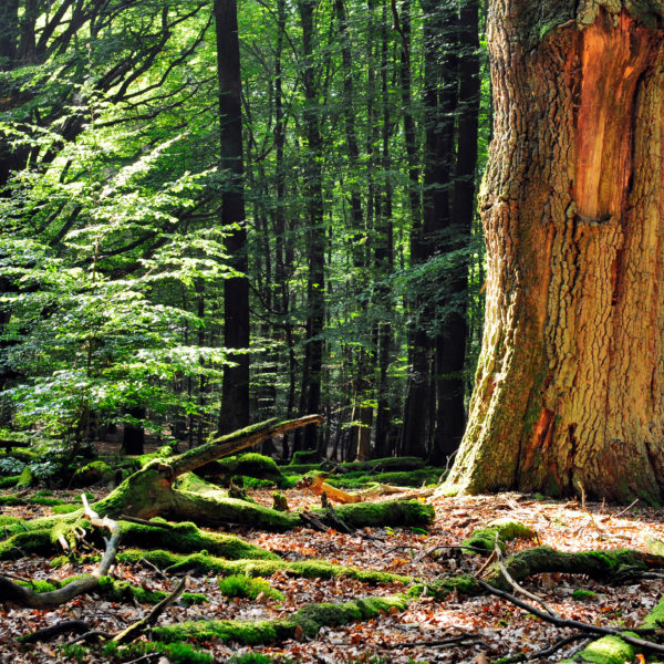 Blick in einen Wald auf einen alten Baum mit dickem Stamm und mit Moos bewachsenen Wurzeln. Lichteinfall.