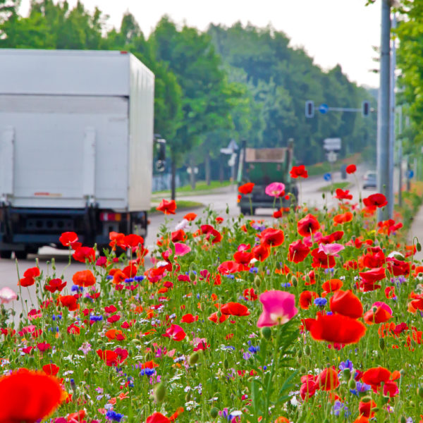 Das Bild zeigt einen Blühstreifen an einer Straße in der Stadt. Es blühen bunte Blumen, vor allem roter Mohn. Auf der Straße fahren zwei größere Autos. Am Straßenrand sind ein Gehweg, Wiese und viele große Bäume zu sehen.