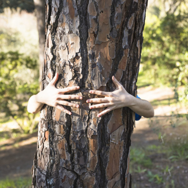 Man sieht einen Baum inmitten von Natur an einem sonnigen Tag. Zu sehen sind zwei Hände, die den Baum umarmen - hinter dem Baum steht vermutlich ein Kind.