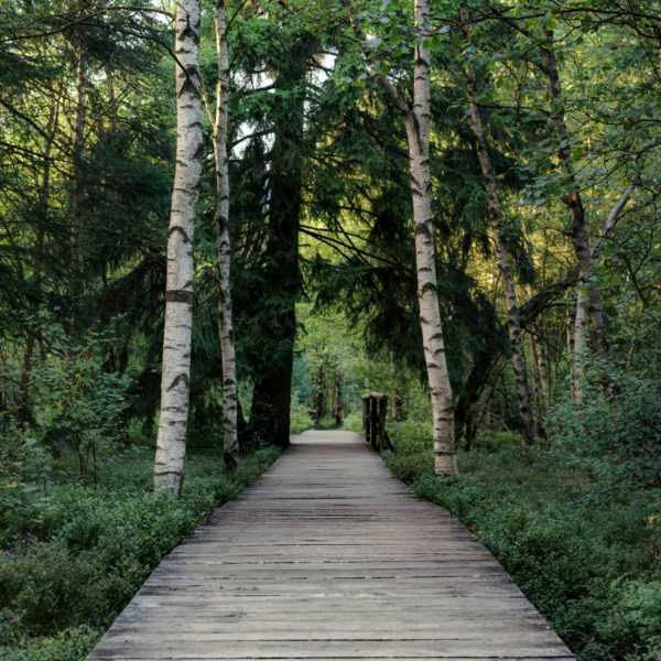 Blick auf einen Holzweg durch den Wald, umrahmt von Birken, weiteren Bäumen und Gebüsch. Das Ende des Weges kann man nur erahnen.